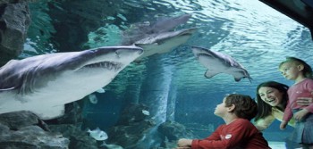 Parco le Navi acquario Cattolica RN