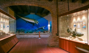 Museo Paleontologico Mondaino